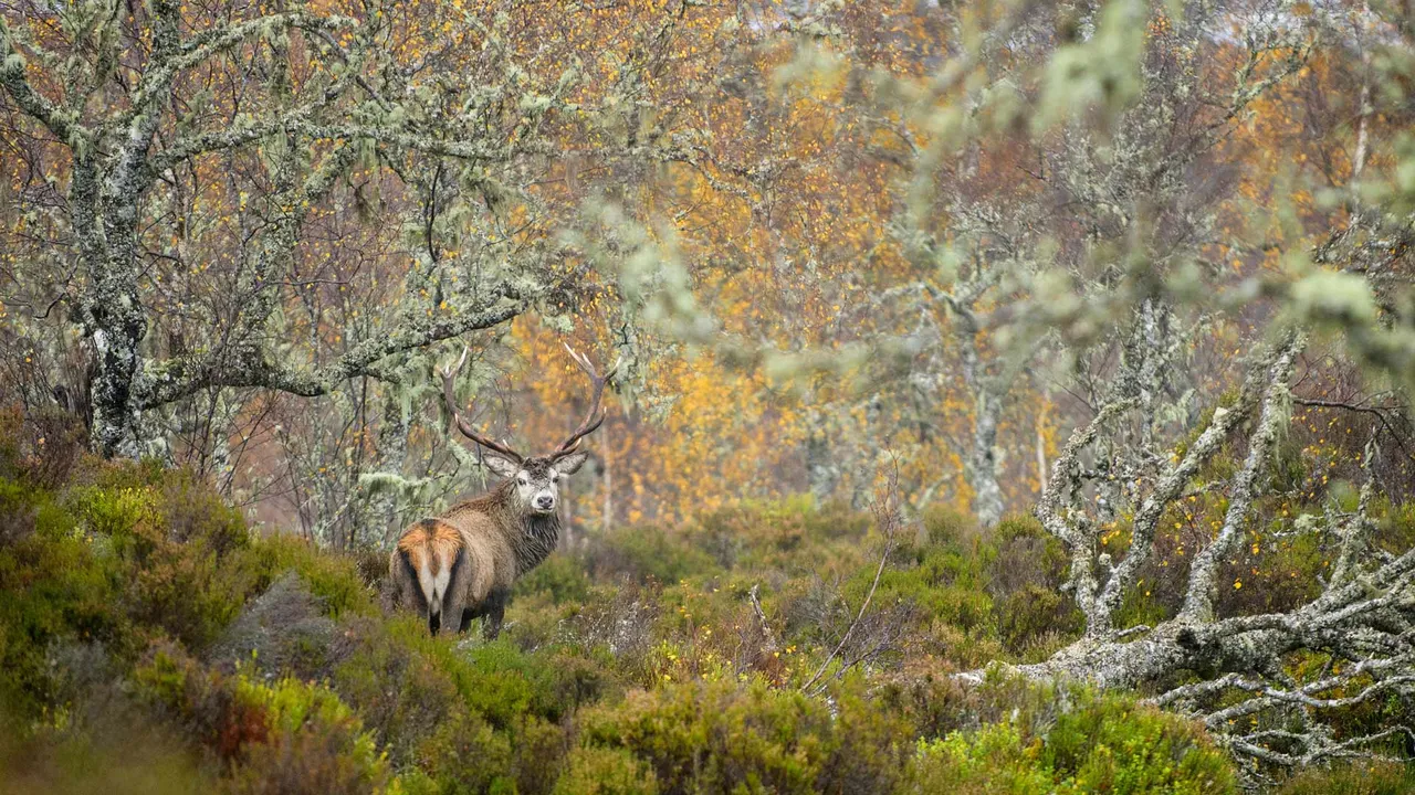 Le ma&icirc;tre de ces bois