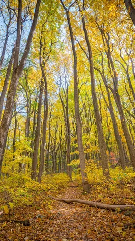 Mein lieber Herbst, wie sch&ouml;n du dich f&auml;rbst!