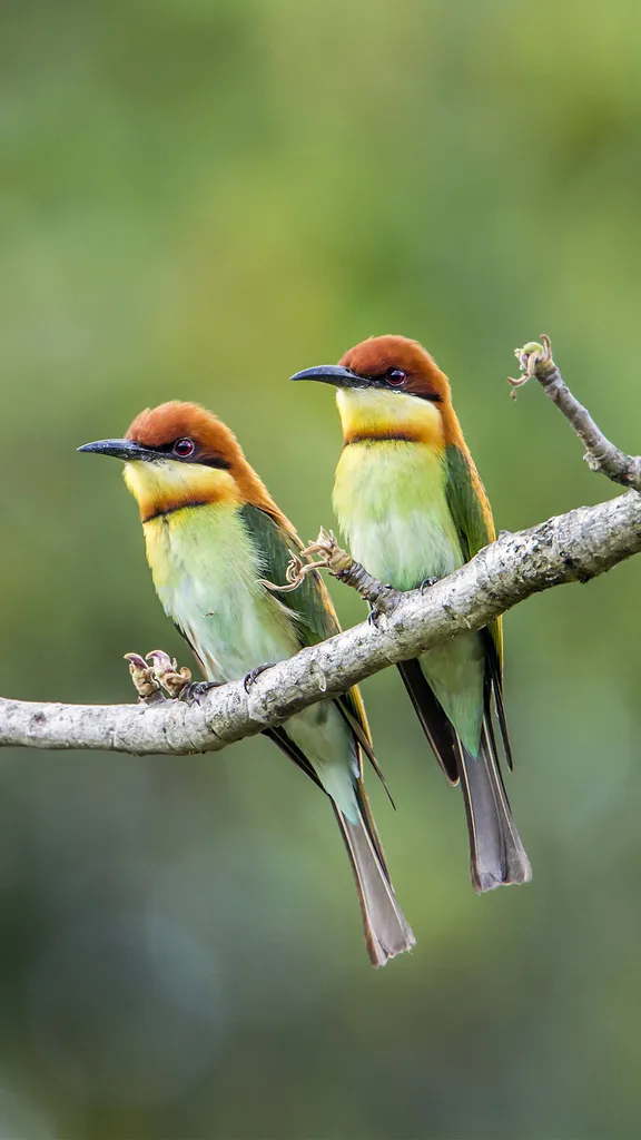 Birds of a feather&hellip;