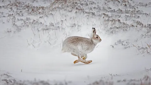 在白雪覆盖的高地上奔跑的雪兔，苏格兰