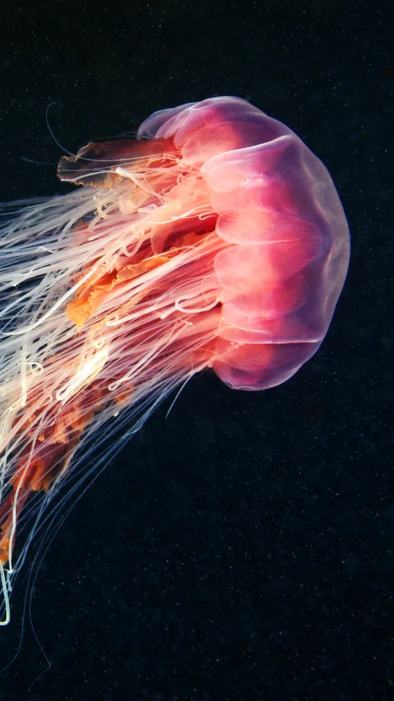 Lion's mane jellyfish swimming in the ocean
