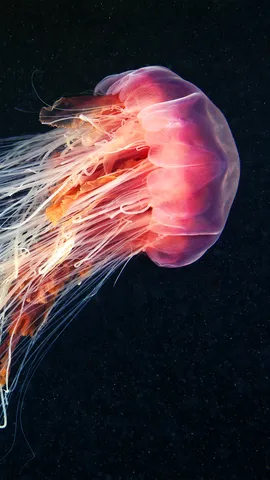 Lion's mane jellyfish swimming in the ocean