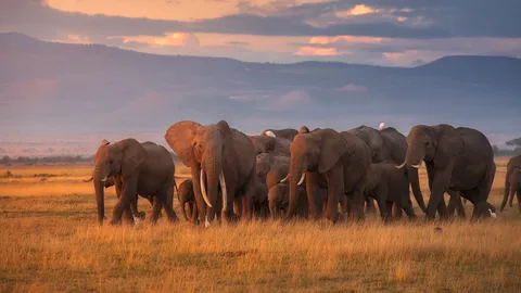 Salvaje, sabio y maravilloso