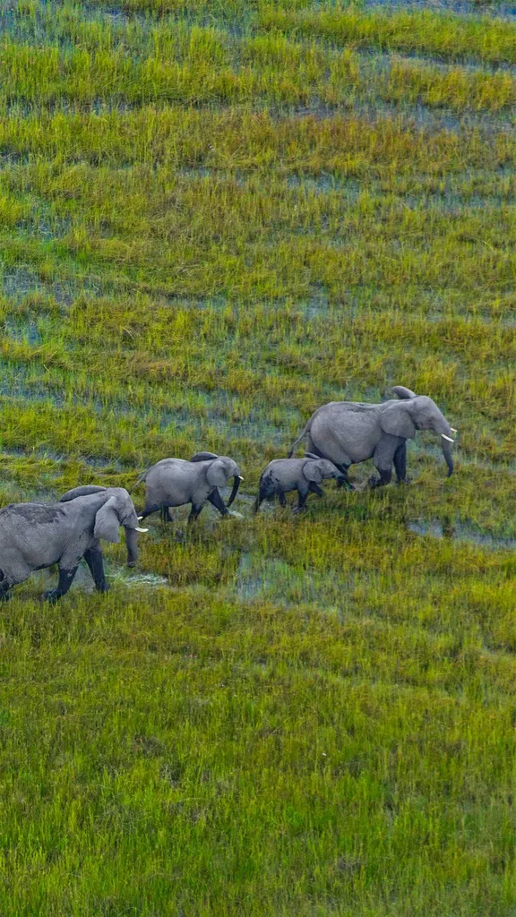 奥卡万戈三角洲上的非洲草原象群，博茨瓦纳