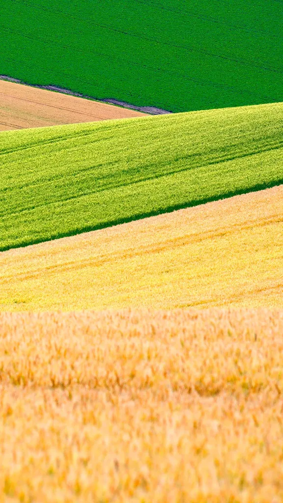 美しい黄金色の小麦畑