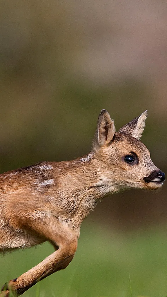 可愛い小型のシカ