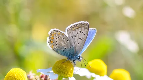 Zarte Zeichen der Natur