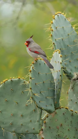 Dapper in the desert
