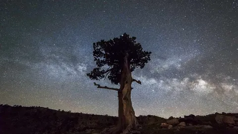 Si chiama Pino... ma non &egrave; tuo cugino!