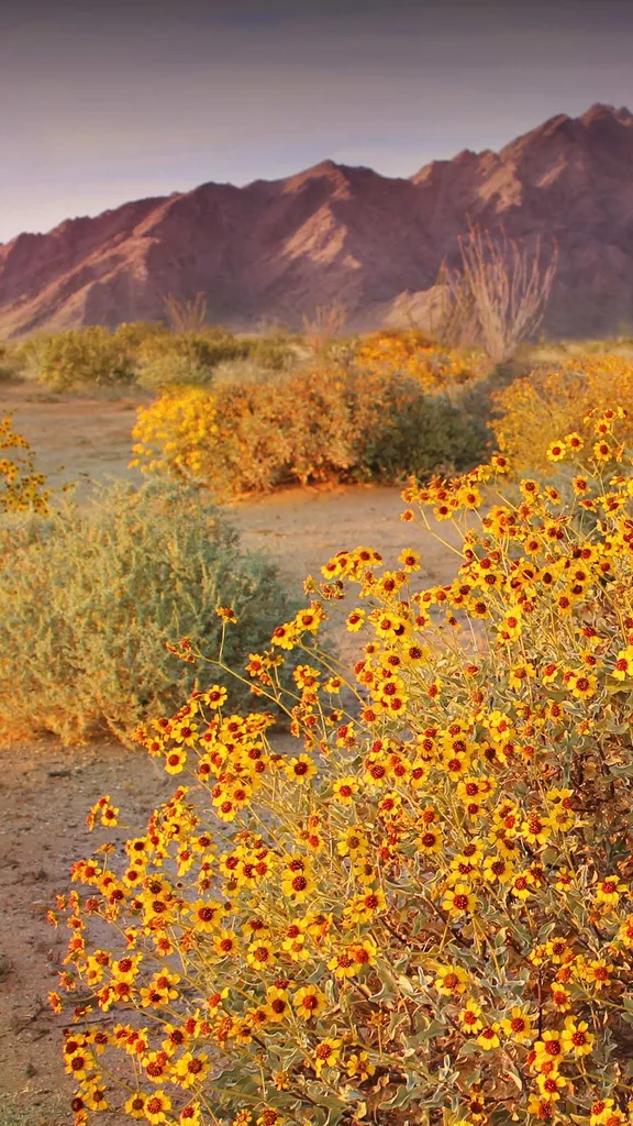Anche i deserti fioriscono!