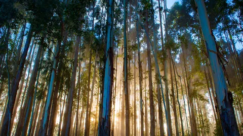 Eucalyptus forest, Urubici, Santa Catarina, Brazil