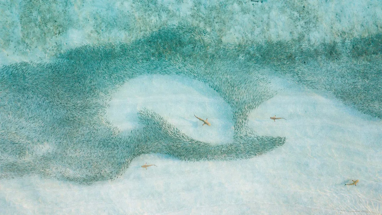 Un branco di squali a caccia