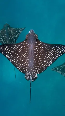 Les ailes de l&rsquo;oc&eacute;an