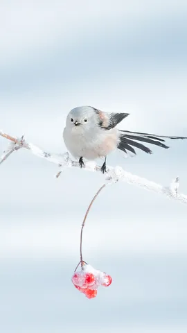 冬季里的呆萌小可爱
